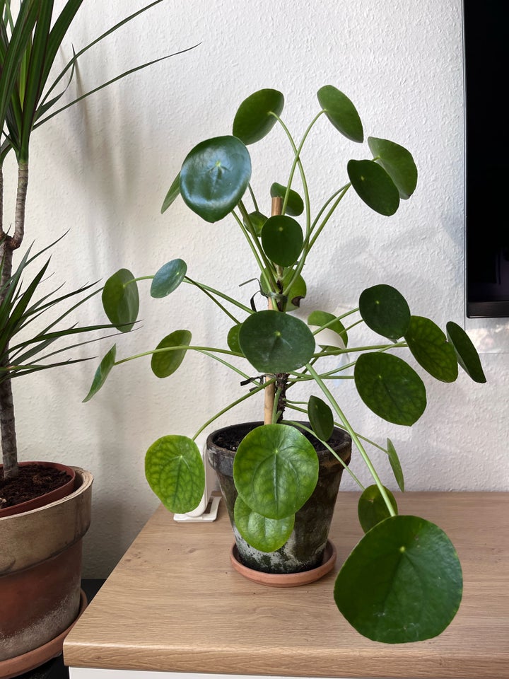 Stueplante , Pilea