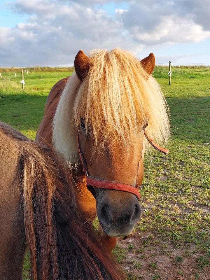 Shetlandspony hoppe 5 år