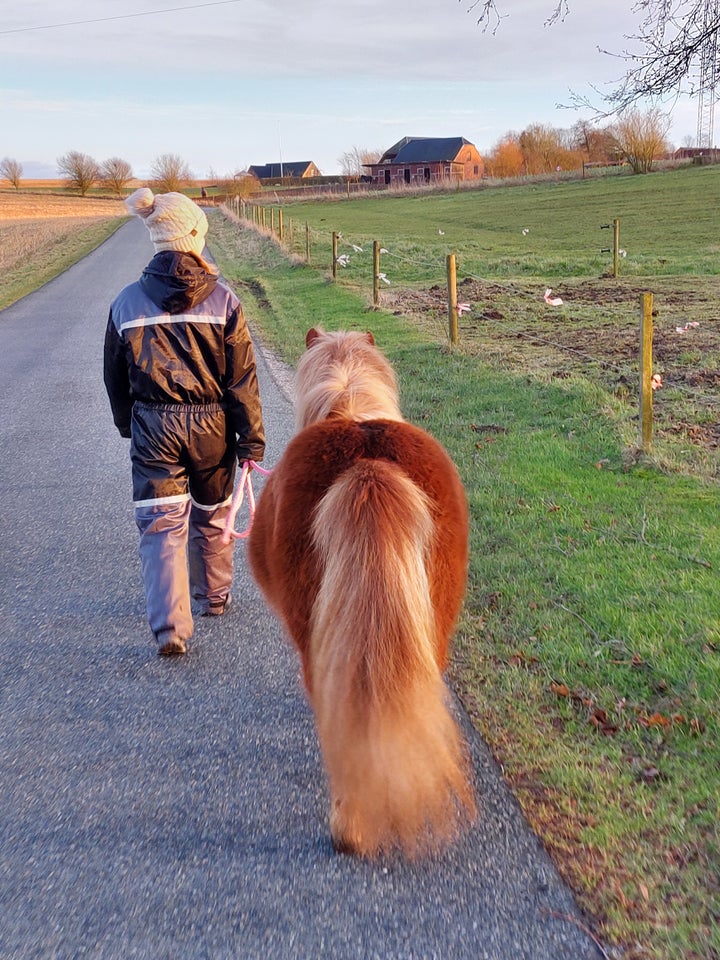 Shetlandspony hoppe 5 år