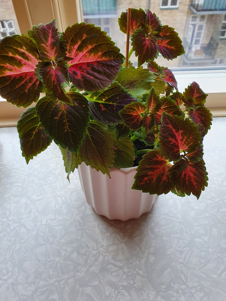 Coleus Paletblad