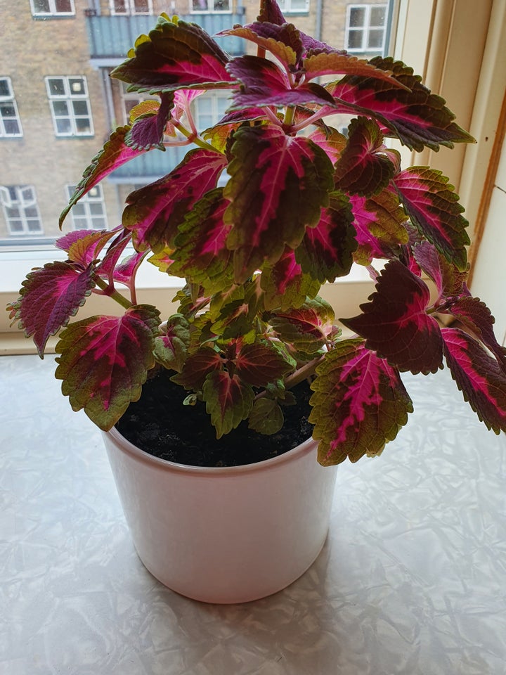 Coleus Paletblad