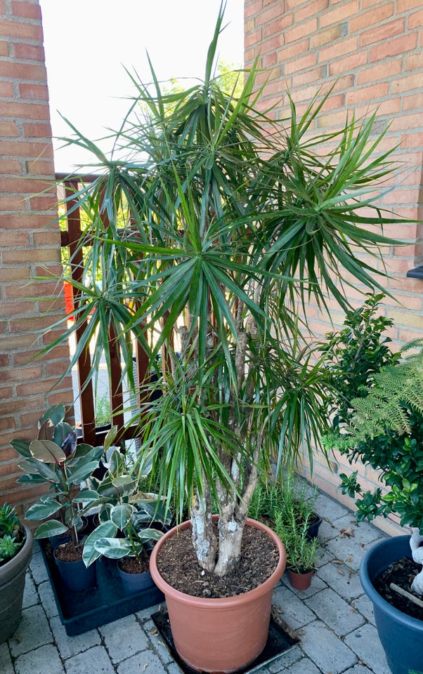 Drageblodstræ Palme, Dracanea