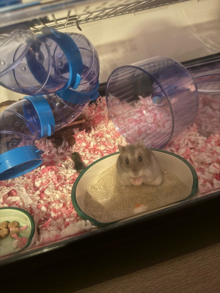 Hamster, Dværghamster, 0 år