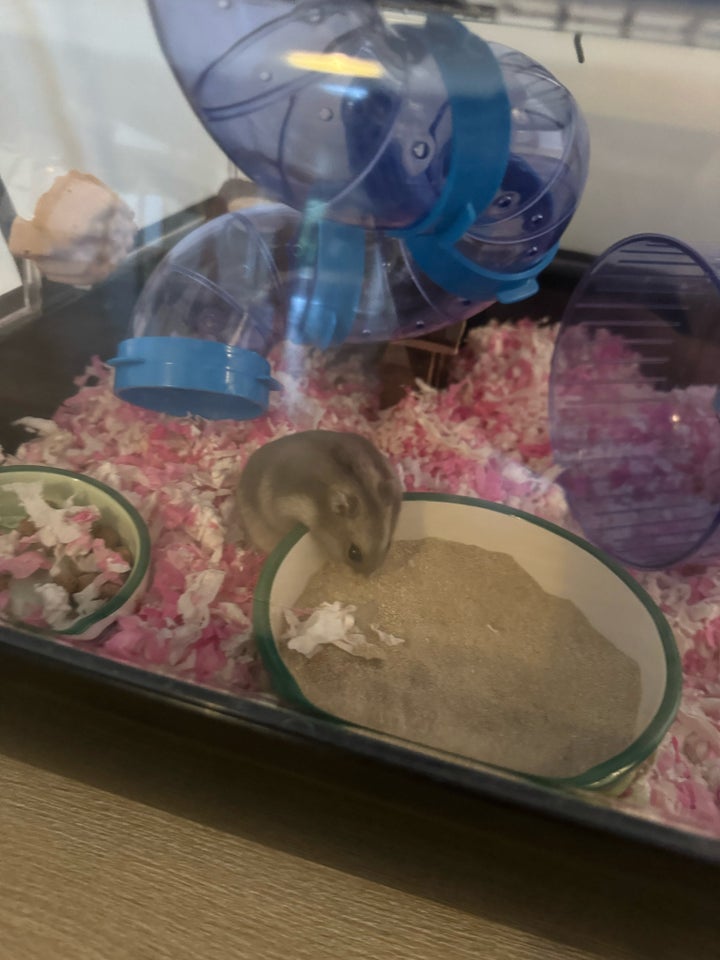 Hamster, Dværghamster, 0 år