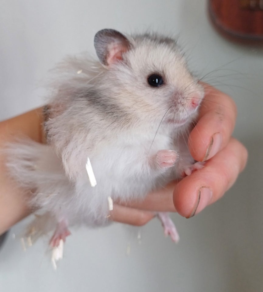 Hamster Guldhamster 0 år