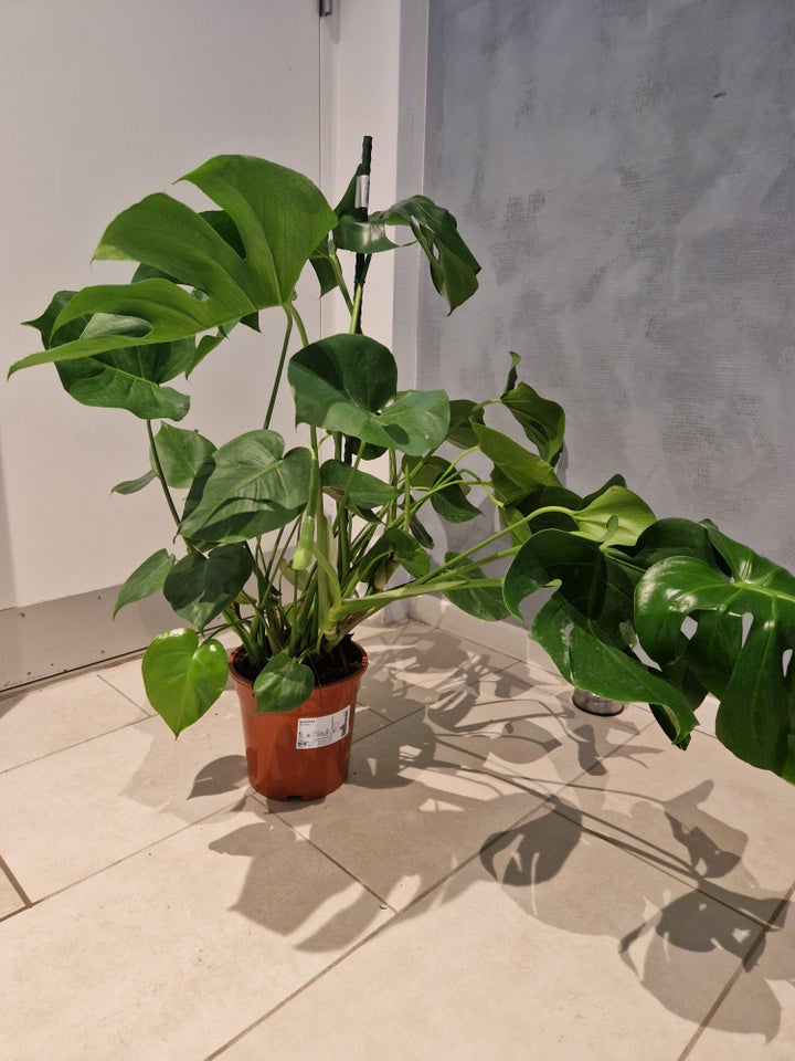 Grøn plante