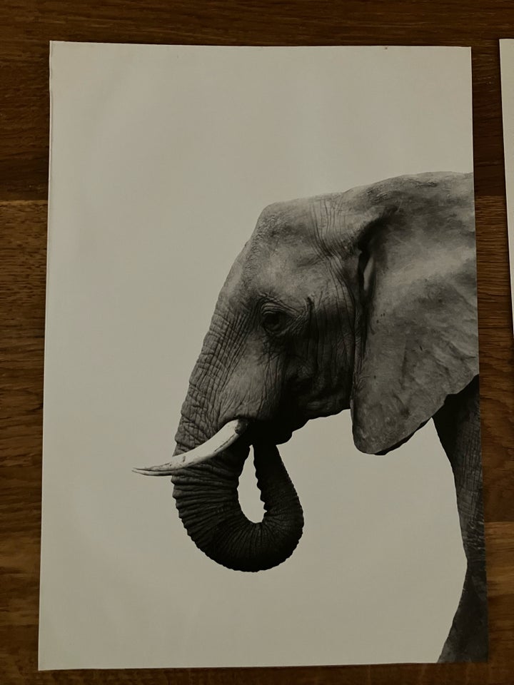 Plakat, Desenio, motiv: Elefant