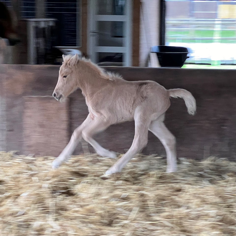 Islænder hingst 0 år