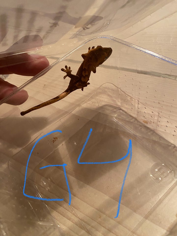 Gekko, Kronegekko