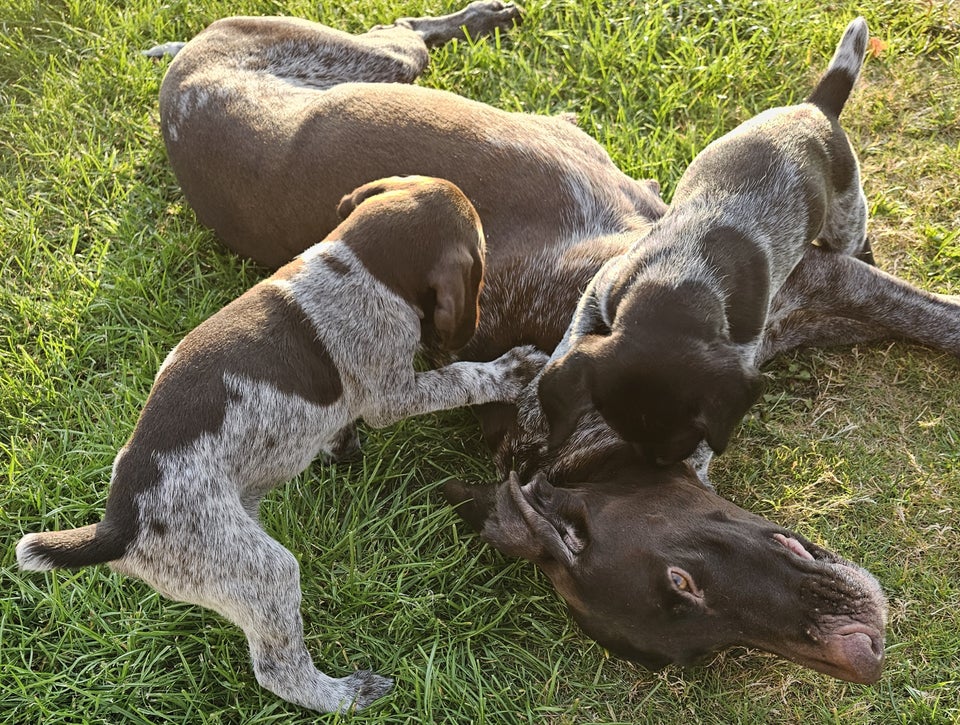 Tysk hønsehund, hvalpe, 12 uger