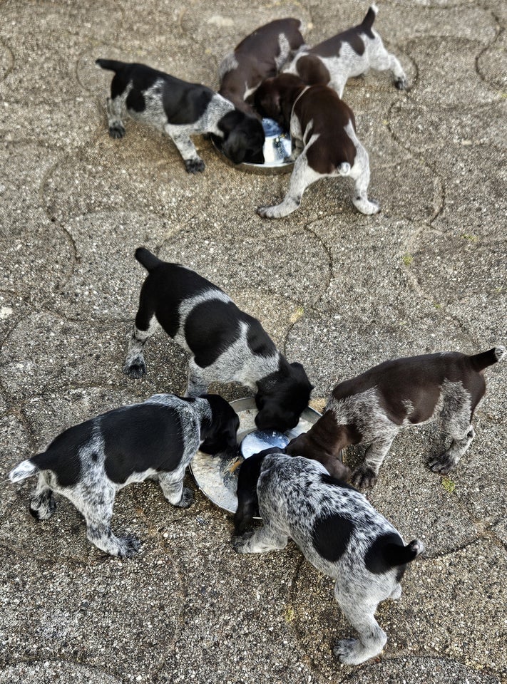 Tysk hønsehund, hvalpe, 12 uger