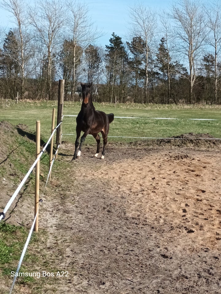 Dansk Varmblod hoppe 1 år