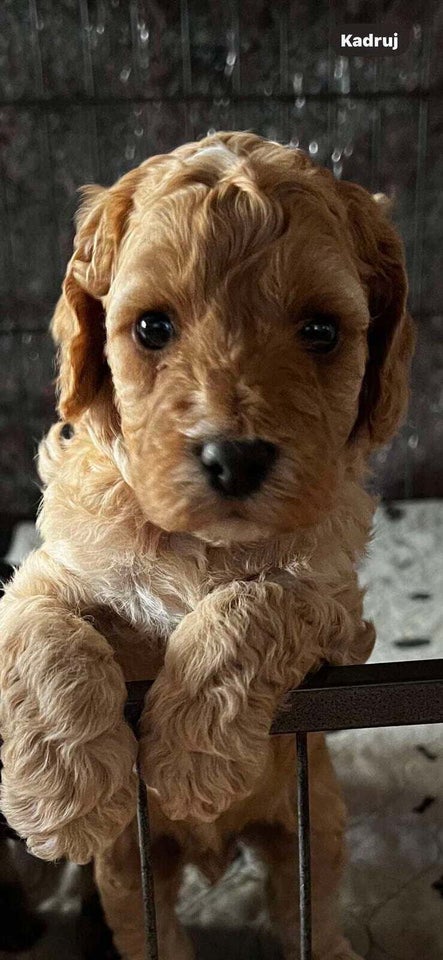 Cavapoo, hvalpe, 9 uger