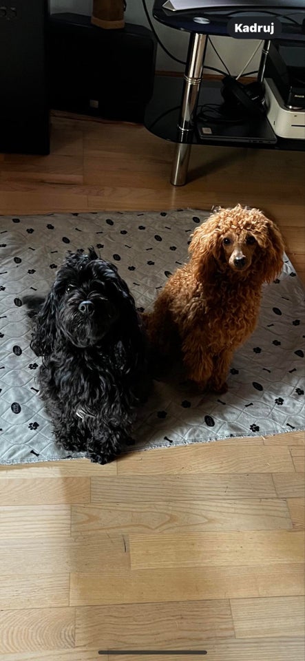 Cavapoo, hvalpe, 9 uger