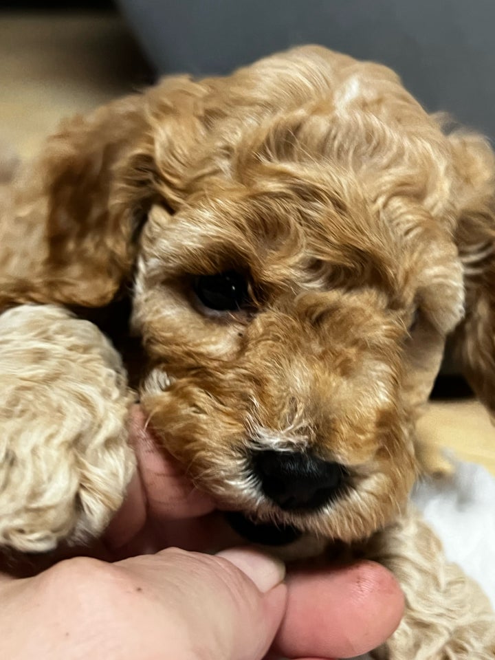 Cavapoo, hvalpe, 9 uger