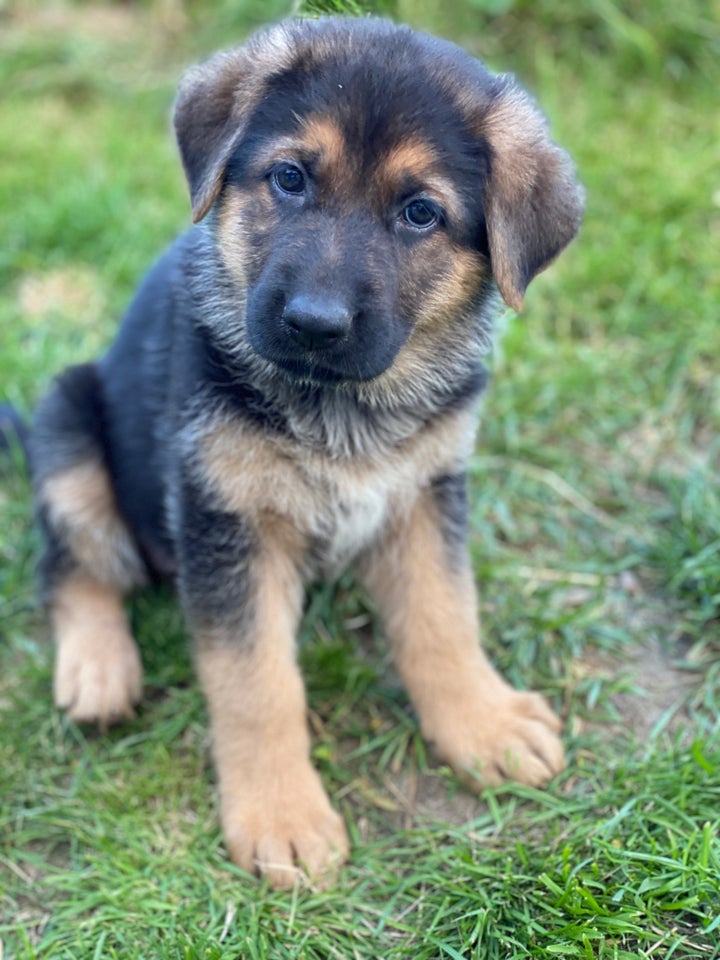 De smukkeste schæferhunde h