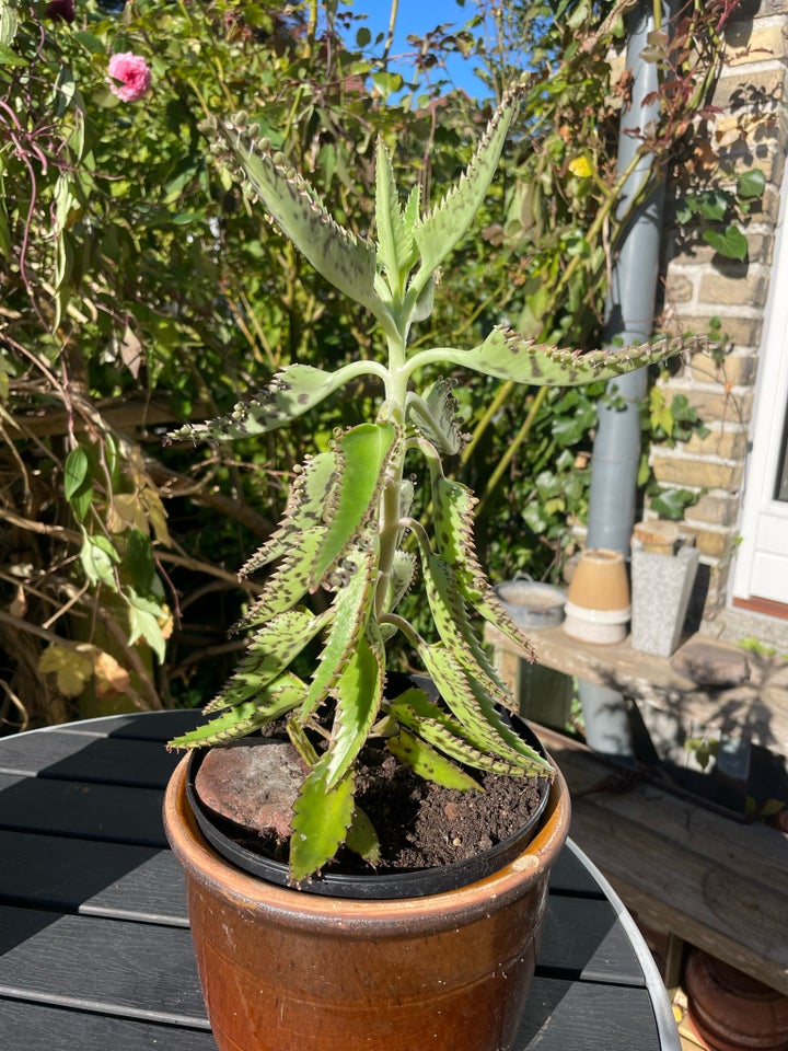 Ørepine pelargonie/Paletblad/