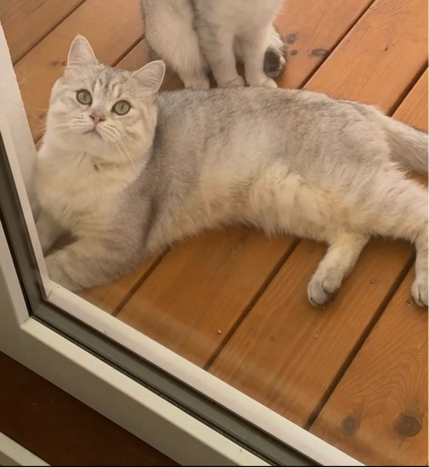 Hankat British shorthair hankat