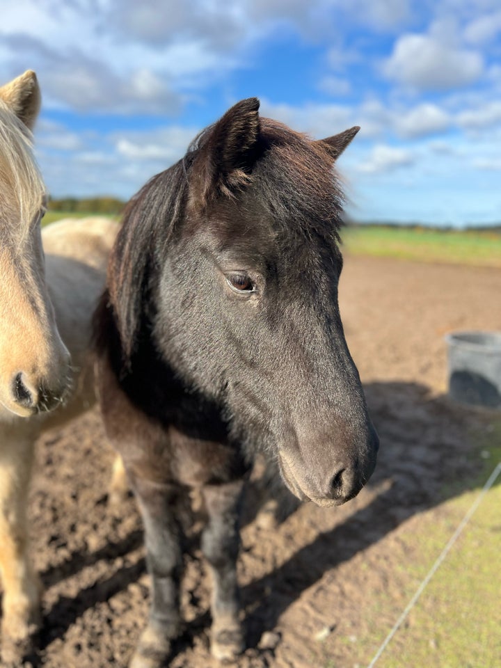 Islænder, vallak, 9 år