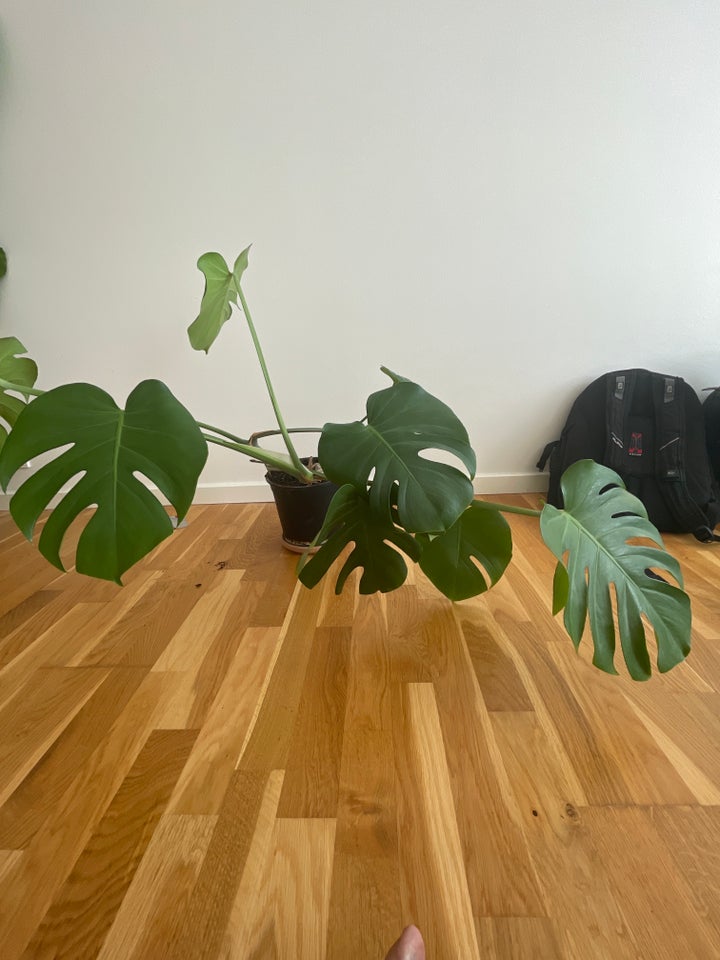 Monstera Deliciosa,