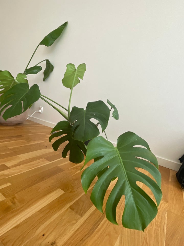 Monstera Deliciosa,