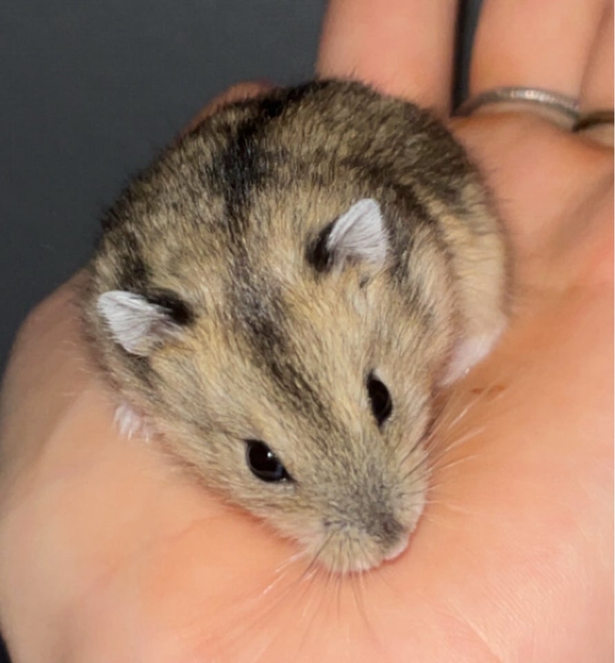 Hamster, Vinterhvid