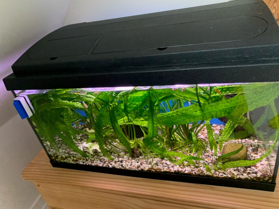 Akvarium, 54 liter, b: 60 d: 30 h: 30