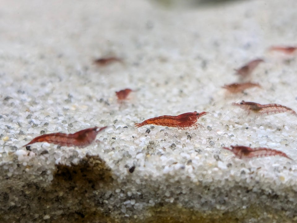 Neocaridina 'RCS'