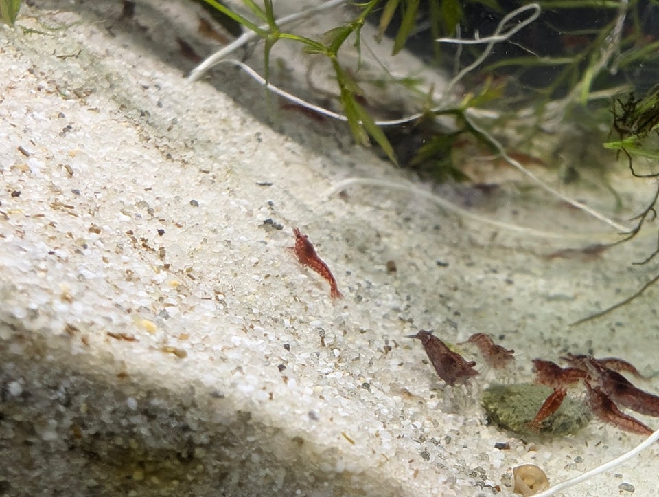 Neocaridina 'RCS'