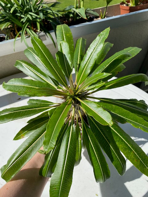 Kaktus Madagascar Palm -