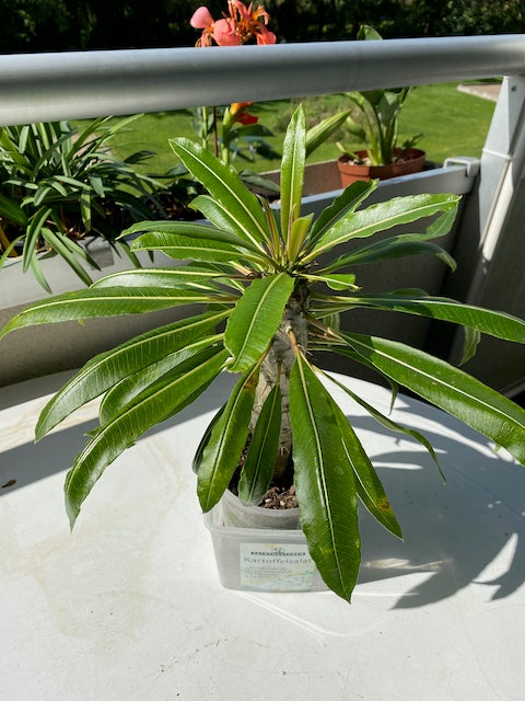 Kaktus Madagascar Palm -