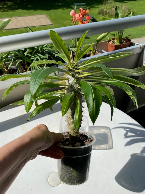 Kaktus Madagascar Palm -