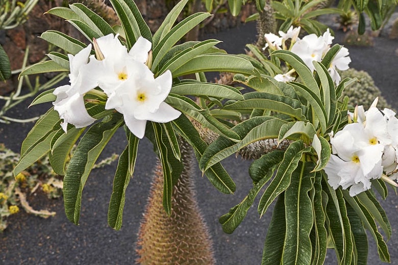 Kaktus Madagascar Palm -