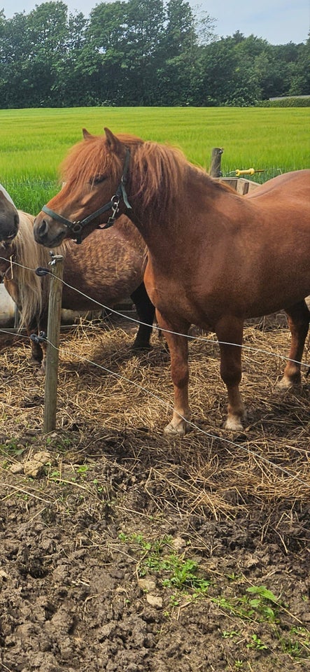 Blanding hoppe 4 år