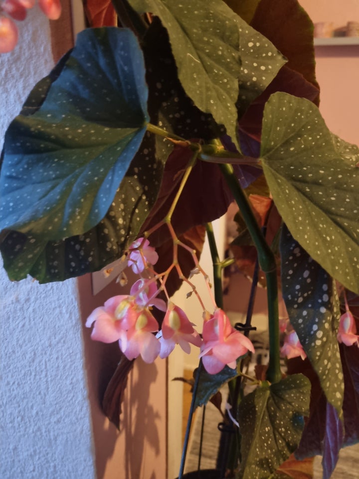 Stueplante, Begonia