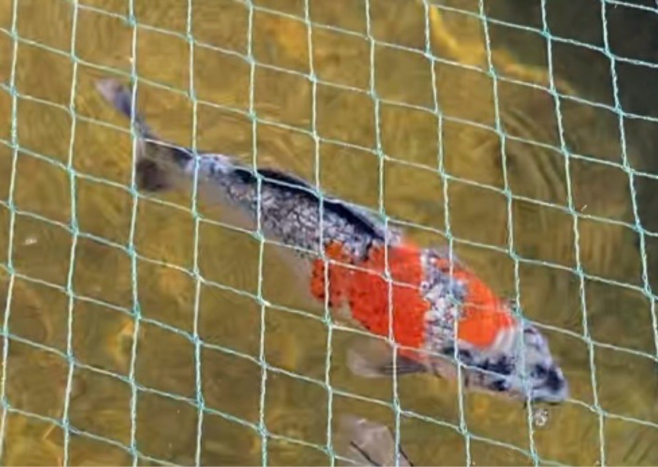 Koi karpe