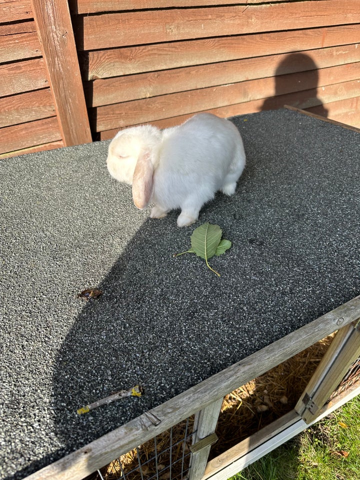 Kanin, Dværgvædder, 1 år