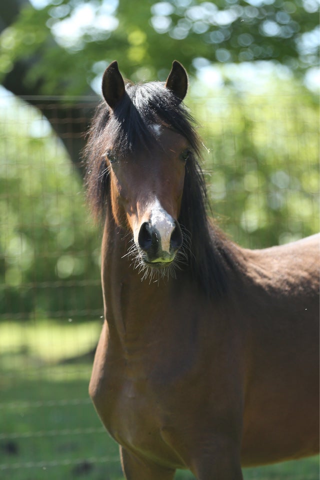 Arabisk fuldblod ox hingst 1 år