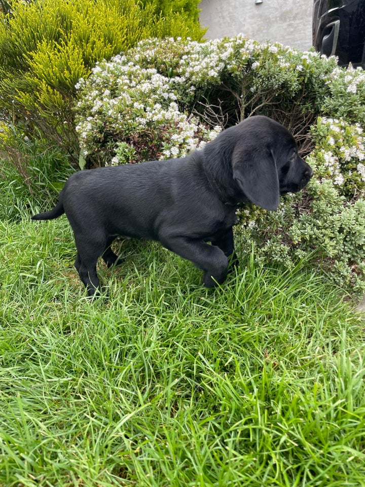 Labrador/hønsehund hvalpe 4