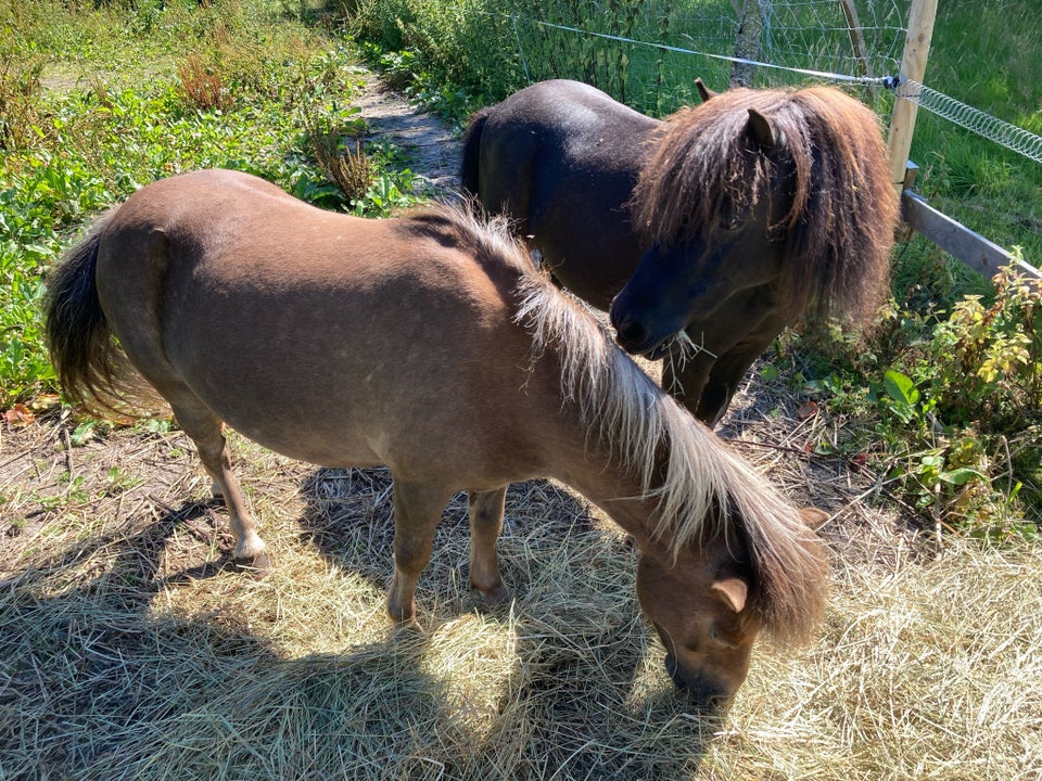 Shetlandspony, vallak, 16 år