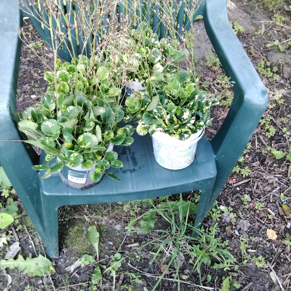 Stauder Posalænsblomst