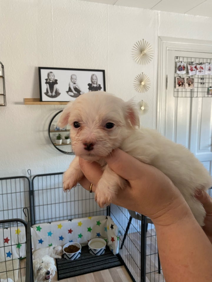 Maltipoo hvalpe 7 mdr