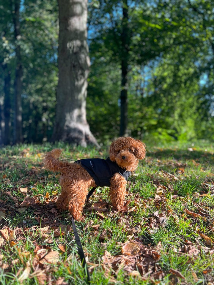 Maltipoo puddel + malteser, hund,