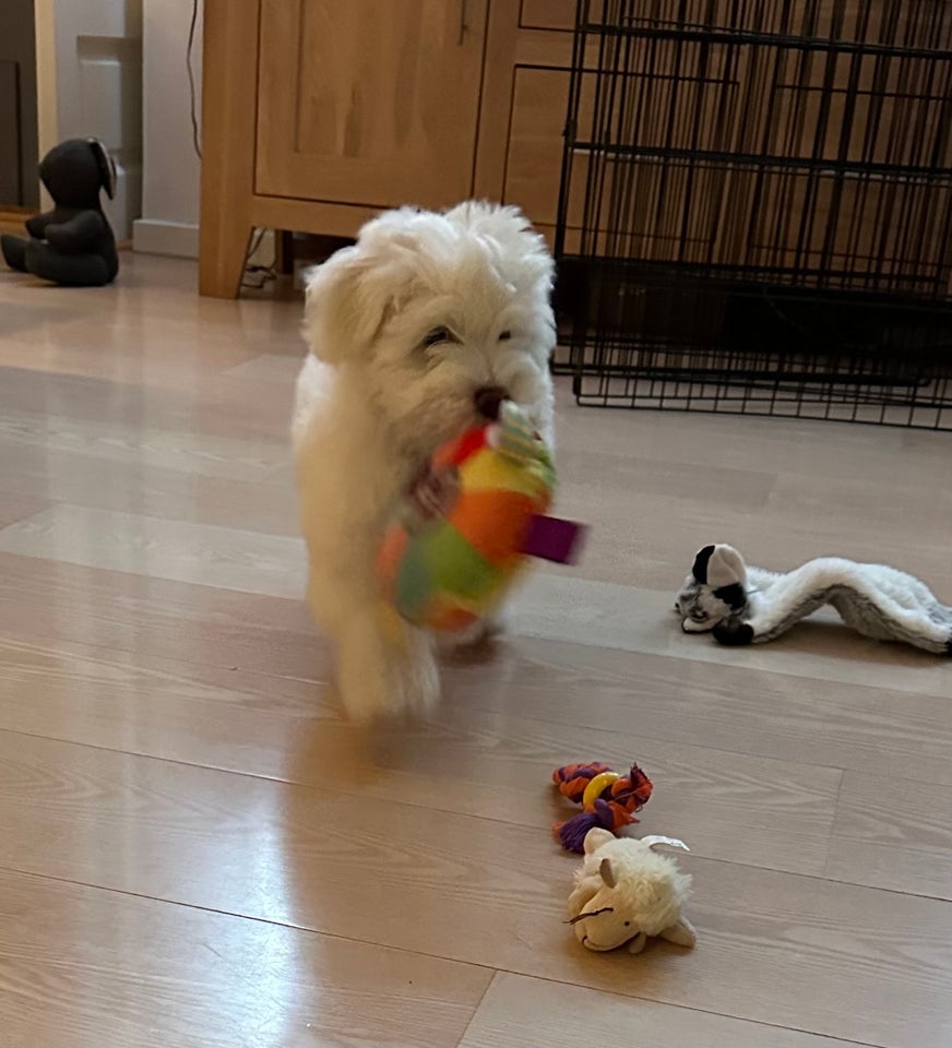 Bichon Havanais, hanhund, hvalp