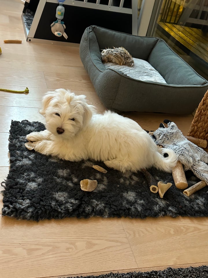 Bichon Havanais, hanhund, hvalp