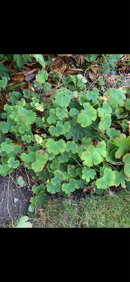 Stauder, Geranium