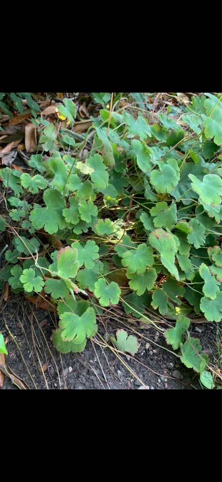 Stauder, Geranium