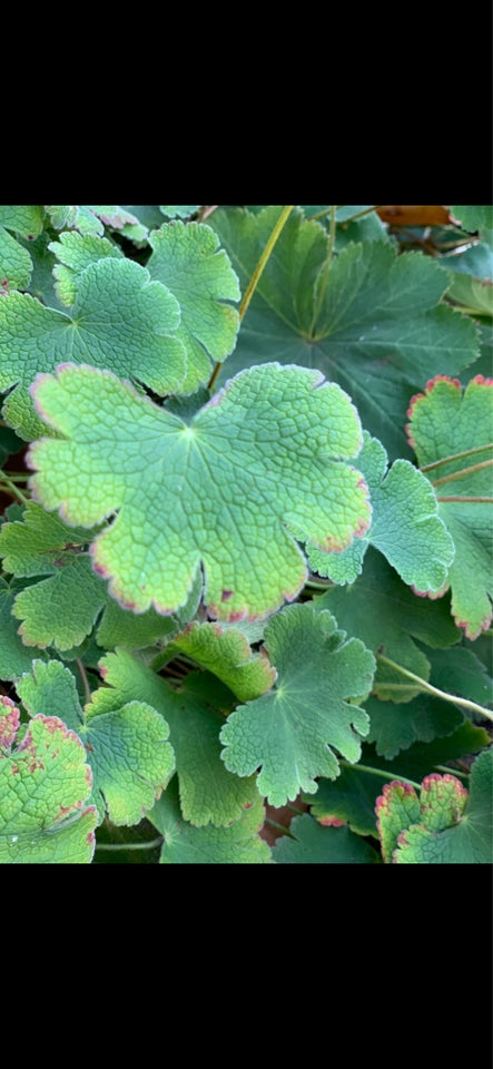 Stauder, Geranium