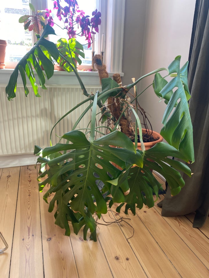 Potteplante Monstera