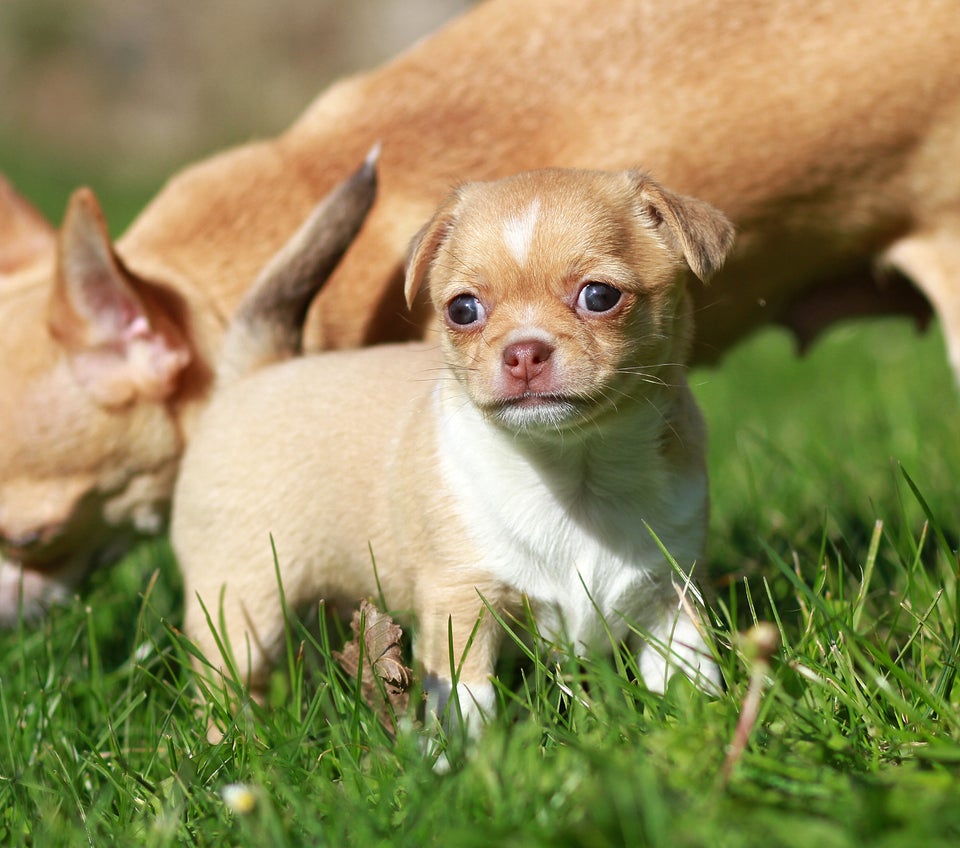 Chihuahua tæve, hvalpe, 6 uger